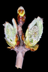 Wall Mural - april spring buds of the chestnut tree cross sections isolated black