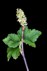 Wall Mural - a branch of the spring april blossom garden currant bush isolated black