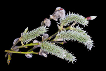 Wall Mural - spring april twigs with flowering buds of wild willow tree isolated black