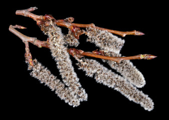 Wall Mural - spring april twigs with flowering buds of wild alder tree isolated black