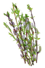 Wall Mural - fragile twigs with delicate buds and leaves from various spring trees isolated macro