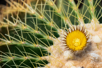 Wall Mural - Cactus and cactus flowers