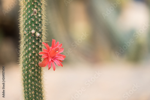 Cactus and cactus flowers