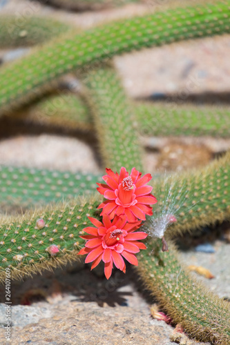 Cactus and cactus flowers