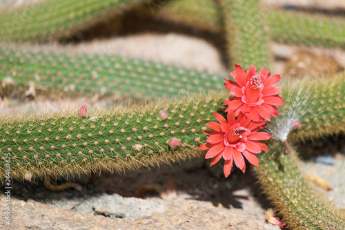 Cactus and cactus flowers