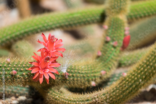 Cactus and cactus flowers