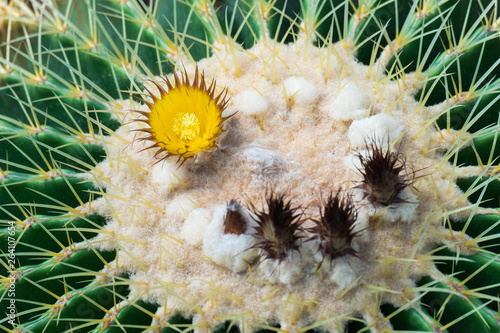 Cactus and cactus flowers