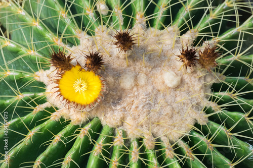 Cactus and cactus flowers