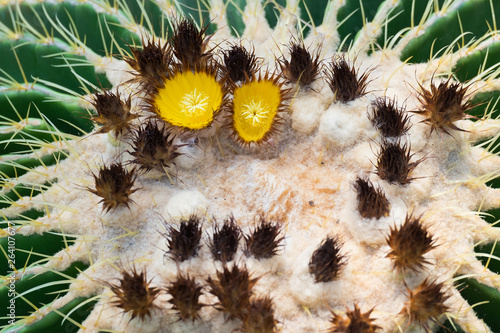 Cactus and cactus flowers