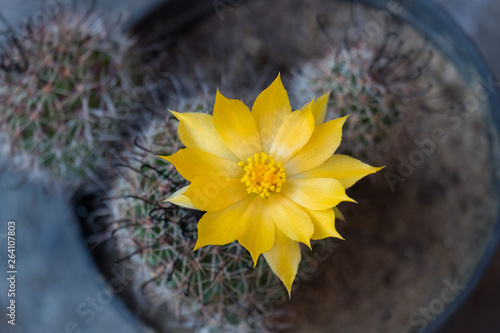 Cactus and cactus flowers