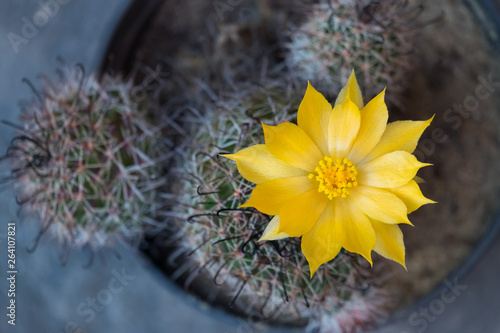 Cactus and cactus flowers