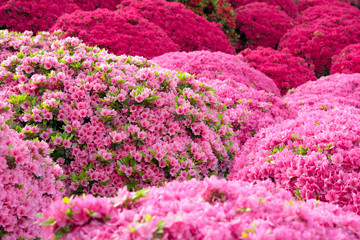 Wall Mural - Pink azalea flowers in Japanese garden　日本庭園のツツジの花