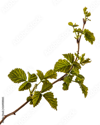 Raspberry Bush With Young Green Leaves Isolated On White Background Stock Photo Adobe Stock