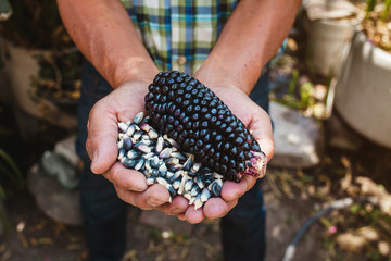 dried blue corn cob, maize of blue color in mexican hands in mexico