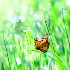 Wall Mural - Beautiful orange butterfly on the green tender grass with dew drops. Summer spring fresh background. Free copy space. Square image.