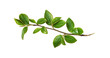 © Ortis - Spring twig with green leaves