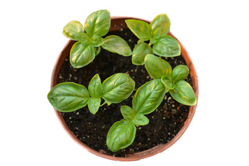 Fresh aromatic green basil plant with leaves in pot isolated, close-up on white background. Organic healthy herb and spice, used in cooking as seasoning.