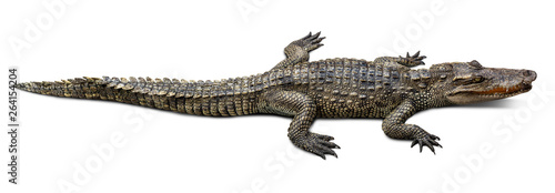 Photographie Wildlife crocodile isolated on white background with clipping path