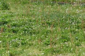 Poster - White clover (Trifolium repens)