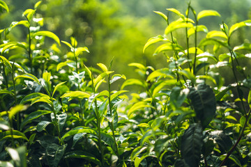 Poster - green tea Assam tea Fresh green leaves 