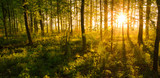 Fototapeta Na ścianę - sunrise shining through the woods