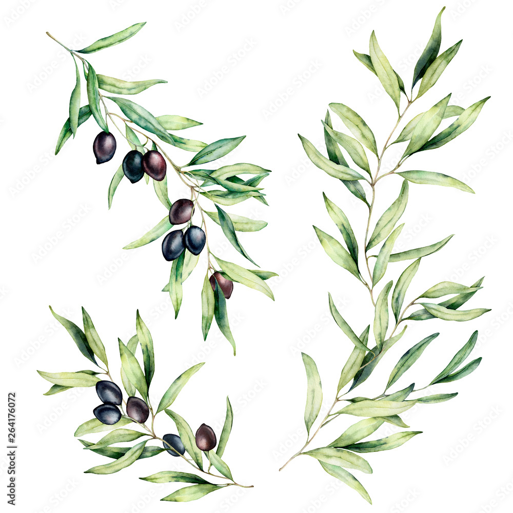 Watercolor olive tree branch set with leaves and black olives. Hand ...