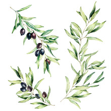 Watercolor Olive Tree Branch Set With Leaves And Black Olives. Hand Painted Floral Illustration Isolated On White Background For Design, Print, Fabric Or Background.