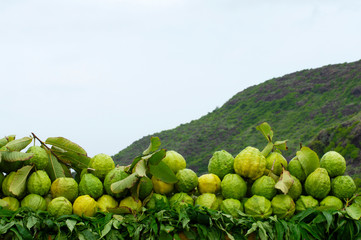 Wall Mural - Guava fruits for sale near Pune, Maharashtra, India.