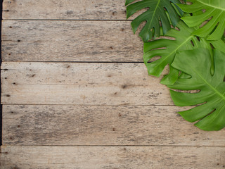 Wall Mural - Tropical leaves Monstera on old wooden background