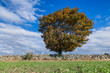 Rural stone wall and lone autumn tree, Wakefield, Rhode Island, USA.