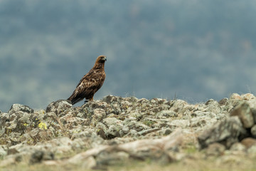 Wall Mural - Goldean Eagle (Aquila chrysaetos) at mountain meadow in Eastern Rhodopes, Bulgaria