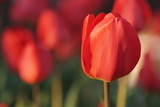 Fototapeta Tulipany - red tulips growing in a sunny spring garden