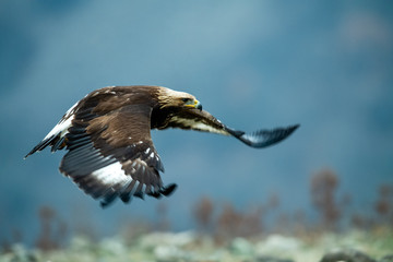 Wall Mural - Goldean Eagle (Aquila chrysaetos) at mountain meadow in Eastern Rhodopes, Bulgaria