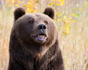 grizzly (brown) bear in western us