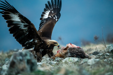 Wall Mural - Juvenile Goldean Eagle (Aquila chrysaetos) on prey at mountain meadow in Eastern Rhodopes, Bulgaria