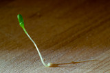 Fototapeta  - Single growing lucerne sprout with dark background