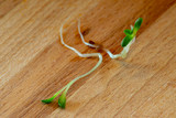 Fototapeta  - Two young and growing lucerne (medicago sativa) sprouts