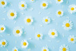 © fotoduets - Fresh, white daisies with petals on pastel blue background. Beautiful flower pattern. Springtime. Soft light color. Mockup for special offers as advertising or other ideas. Flat lay. Top view.