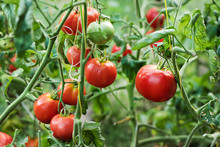 Rich Harvest Of Red Tomatoes In The Greenhouse Growing In Organic Farm