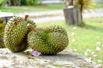 Two of Thai Durian fruit on old outdoor table with sun light and green nature background 