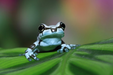 Wall Mural - beautiful tiny amazone milk frog, panda tree frog