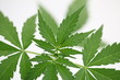 © Elroi - cannabis leaf on green background