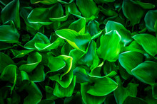 Green Water Hyacinth Plant Leaves In Background Concept With High Contrast