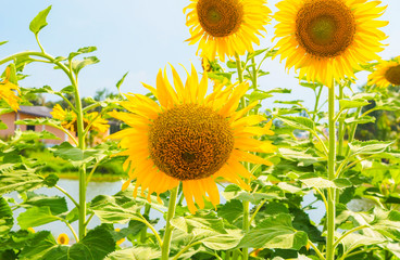 Sunflowers blooming  on blue sky background ,fresh & daylight summer concept.