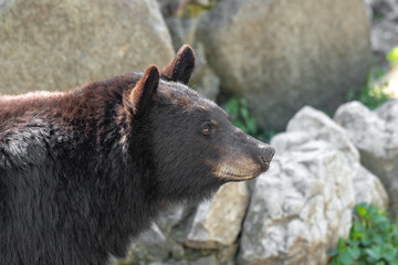 american black bear (ursus americanus). wildlife animal