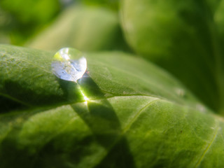 Bright transparent drop of dew on a pea leaf in the morning garden. A round drop after the rain remained on the green fresh leaf of the plant in the garden. Regular watering plants.