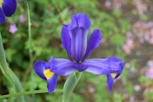 Dans Un Jardin Fleuri, Un Iris Botanique