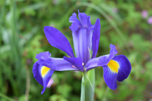 Iris Botanique Bleu Et Jaune