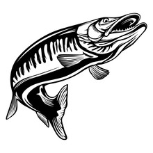 Pike Fishing Emblem Shirt. Pike Fish Logo Vector. Outdoor Fishing Background Theme. Angry Fish Logo.