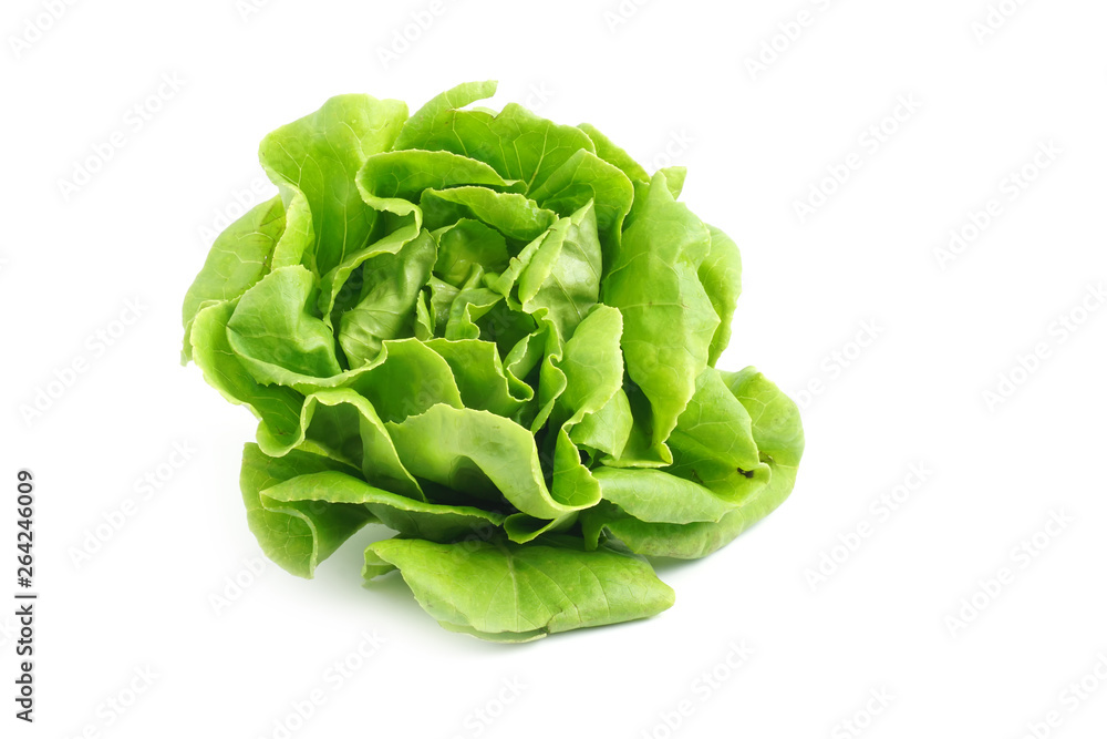 Organic Hydroponics Vegetable for salad Buttter Head Leaf isolated on white background - obrazy, fototapety, plakaty 